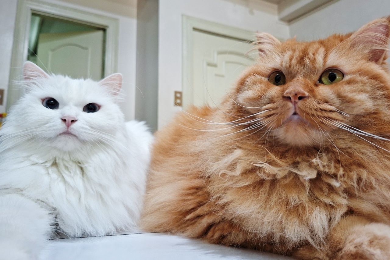 two persian cats, one white and one adult